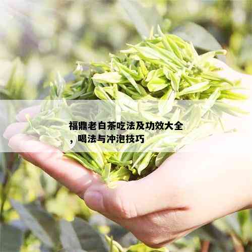 福鼎老白茶吃法及功效大全，喝法与冲泡技巧