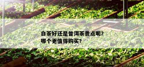 白茶好还是普洱茶贵点呢？哪个更值得购买？