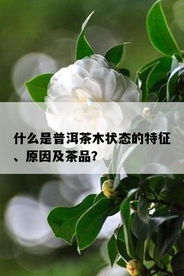 什么是普洱茶木状态的特征、原因及茶品？