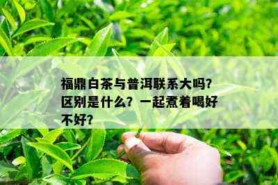 福鼎白茶与普洱联系大吗？区别是什么？一起煮着喝好不好？