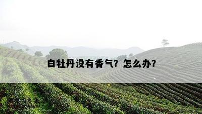 白牡丹没有香气？怎么办？