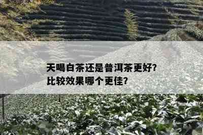 天喝白茶还是普洱茶更好？比较效果哪个更佳？