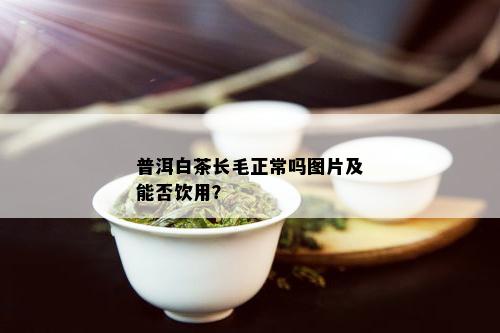 普洱白茶长毛正常吗图片及能否饮用？