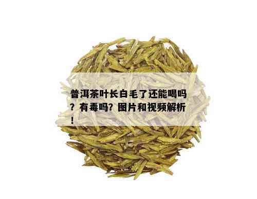 普洱茶叶长白毛了还能喝吗？有吗？图片和视频解析！