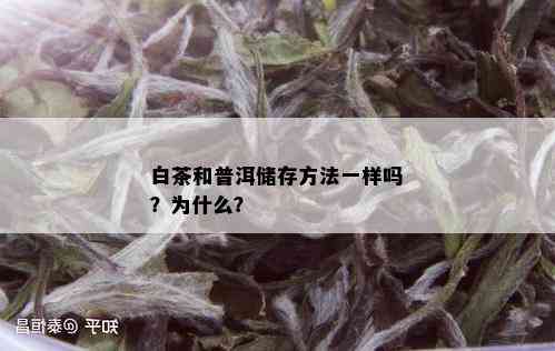 白茶和普洱储存方法一样吗？为什么？