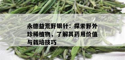 永德益荒野银针：探索野外珍稀植物，了解其用价值与栽培技巧