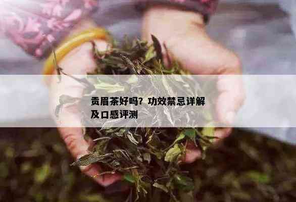 贡眉茶好吗？功效禁忌详解及口感评测