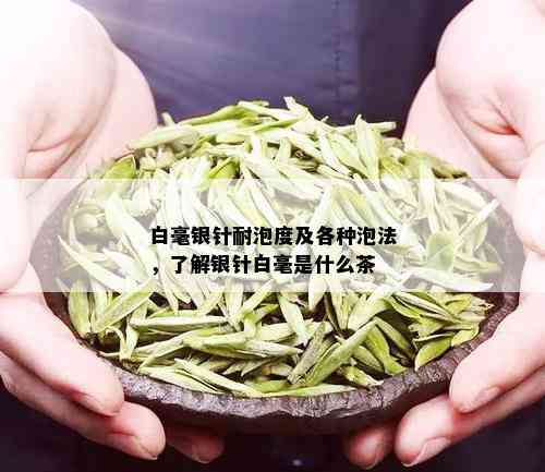 白毫银针耐泡度及各种泡法，了解银针白毫是什么茶