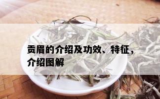 贡眉的介绍及功效、特征，介绍图解