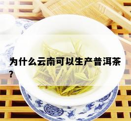 为什么云南可以生产普洱茶？