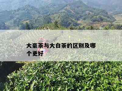 大豪茶与大白茶的区别及哪个更好