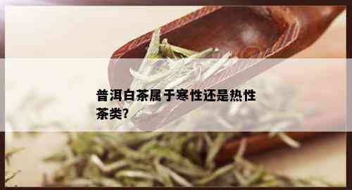 普洱白茶属于寒性还是热性茶类？