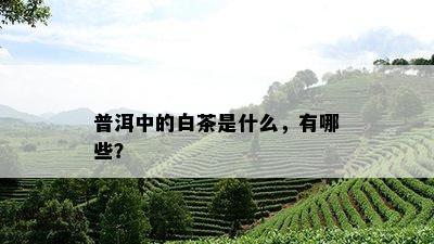 普洱中的白茶是什么，有哪些？