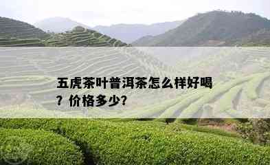 五虎茶叶普洱茶怎么样好喝？价格多少？