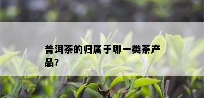 普洱茶的归属于哪一类茶产品？