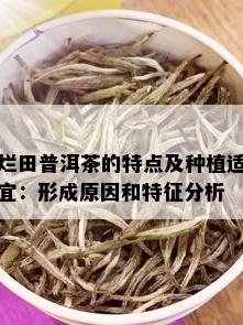 烂田普洱茶的特点及种植适宜：形成原因和特征分析