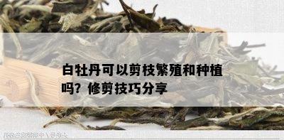 白牡丹可以剪枝繁殖和种植吗？修剪技巧分享