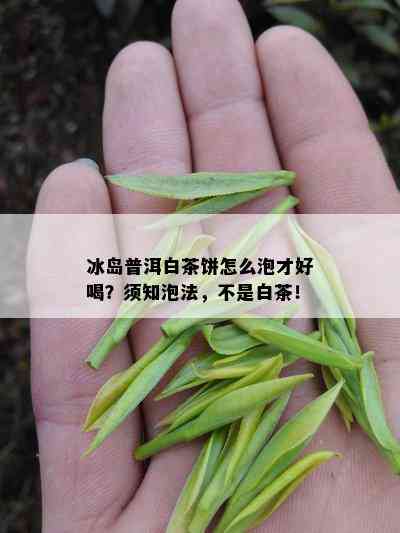 冰岛普洱白茶饼怎么泡才好喝？须知泡法，不是白茶！