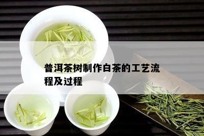 普洱茶树制作白茶的工艺流程及过程