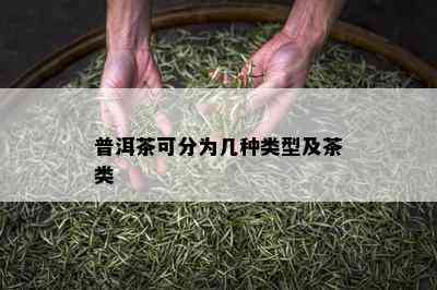 普洱茶可分为几种类型及茶类