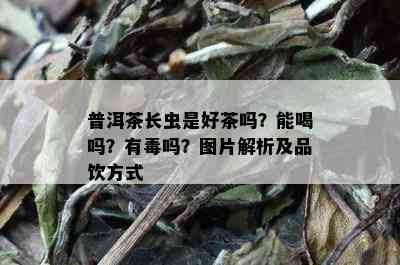 普洱茶长虫是好茶吗？能喝吗？有吗？图片解析及品饮方式