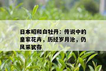 日本昭和白牡丹：传说中的皇家花卉，历经岁月沧，仍风采犹存