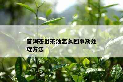 普洱茶出茶油怎么回事及处理方法