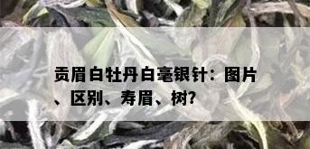 贡眉白牡丹白毫银针：图片、区别、寿眉、树？