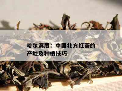 哈尔滨眉：中国北方红茶的产地及种植技巧