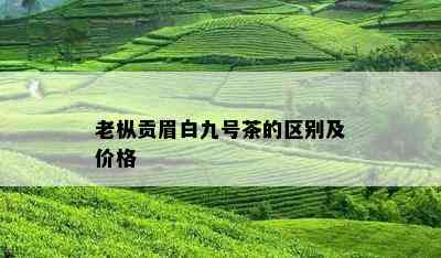 老枞贡眉白九号茶的区别及价格