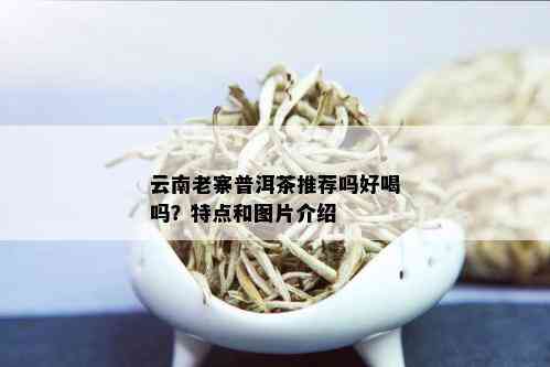 云南老寨普洱茶推荐吗好喝吗？特点和图片介绍