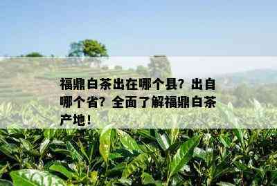 福鼎白茶出在哪个县？出自哪个省？全面了解福鼎白茶产地！