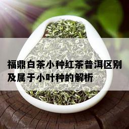 福鼎白茶小种红茶普洱区别及属于小叶种的解析