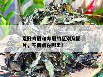 荒野寿眉和寿眉的区别及图片，不同点在哪里？