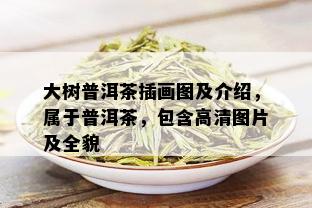 大树普洱茶插画图及介绍，属于普洱茶，包含高清图片及全貌