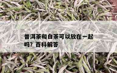 普洱茶和白茶可以放在一起吗？百科解答