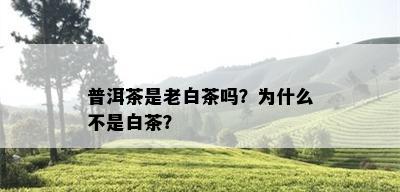 普洱茶是老白茶吗？为什么不是白茶？