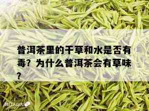 普洱茶里的干草和水是否有？为什么普洱茶会有草味？