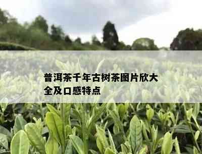 普洱茶千年古树茶图片欣大全及口感特点