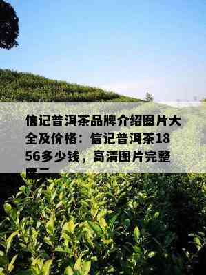 信记普洱茶品牌介绍图片大全及价格：信记普洱茶1856多少钱，高清图片完整展示。