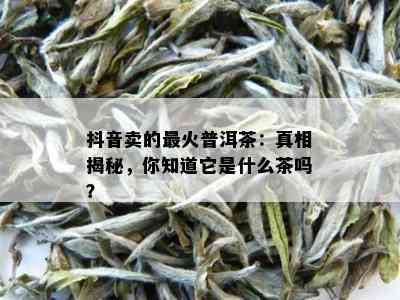 抖音卖的最火普洱茶：真相揭秘，你知道它是什么茶吗？