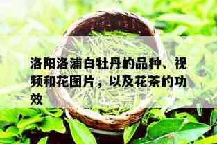 洛阳洛浦白牡丹的品种、视频和花图片，以及花茶的功效