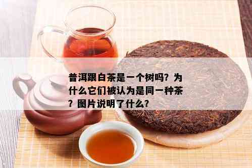 普洱跟白茶是一个树吗？为什么它们被认为是同一种茶？图片说明了什么？