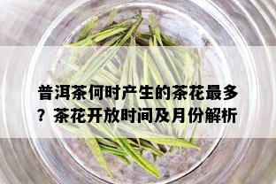 普洱茶何时产生的茶花最多？茶花开放时间及月份解析