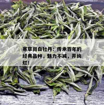 寒草岗白牡丹：传承百年的经典品种，魅力不减，开绚烂！