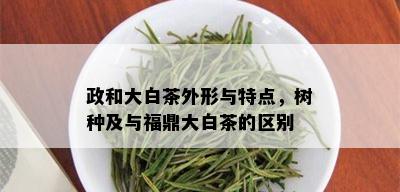 政和大白茶外形与特点，树种及与福鼎大白茶的区别