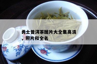 勇士普洱茶图片大全集高清，照片和全名