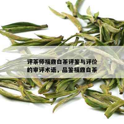 评茶师福鼎白茶评鉴与评价的审评术语，品鉴福鼎白茶