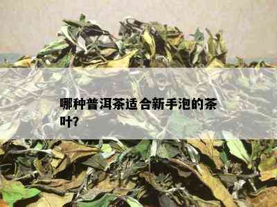 哪种普洱茶适合新手泡的茶叶？