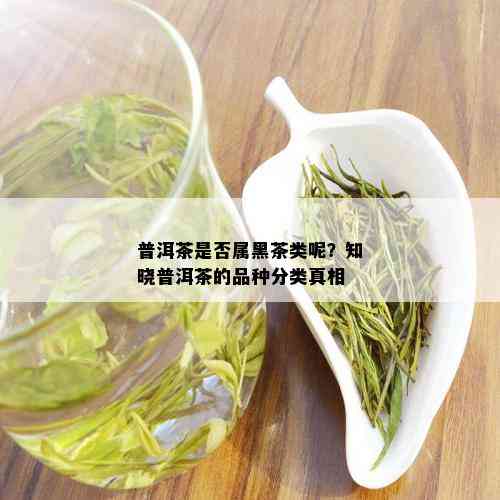 普洱茶是否属黑茶类呢？知晓普洱茶的品种分类真相